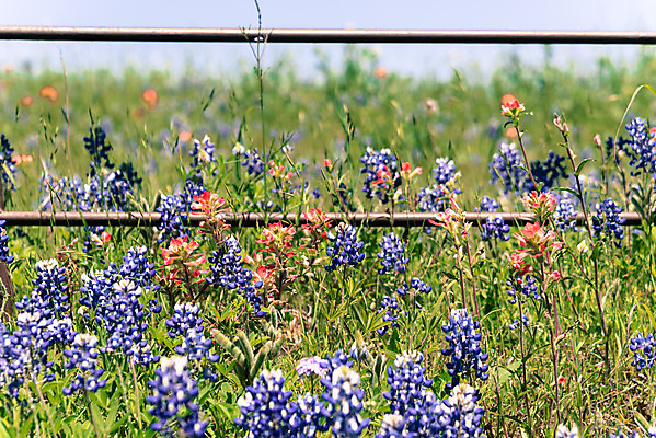 포토 JPG 해외이미지 식물 꽃잎 꽃 꽃무늬 밭 오렌지 자연 풍경 초원 사람없음 야외 빨간색 초록색 울타리 컬러풀 노란색 평화 정원 보라색 미국 침묵 봄 목장 활발 들꽃 벚꽃 시골 개화 인도인 언덕 페인트붓 철사 철조망 보닛 내추럴 텍사스 해외포토 외국인 계절 컬러 컨셉 북아메리카 무늬 농업 과일 자동차 동양인 담장 소리 붓 생태계 파일형식 이미지허브