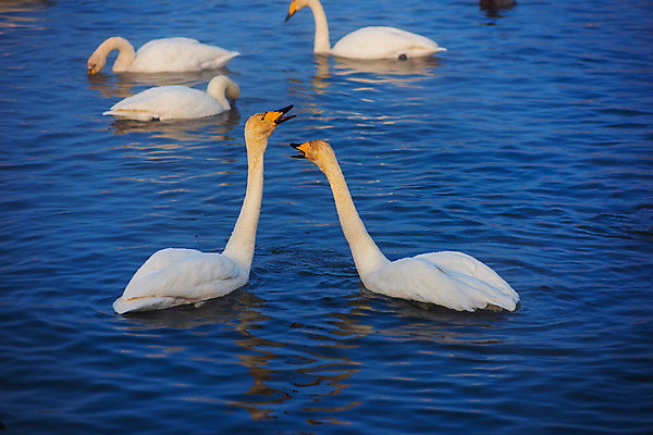 포토 JPG 해외이미지 주간 호수 물결 여러마리 사람없음 야외 수면 우아함 백조 해외포토 자연요소 다수 컨셉 조류 물 파일형식 이미지허브