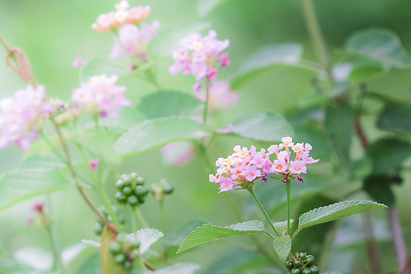 포토 JPG 해외이미지 식물 꽃잎 꽃 아시아 백그라운드 잎 꽃무늬 오렌지 자연 사람없음 장식 초록색 컬러풀 뷰티 노란색 정원 벚꽃 개화 허브 관목 원예 내추럴 해외포토 나무 나라 컬러 무늬 과일 취미 생태계 파일형식 이미지허브