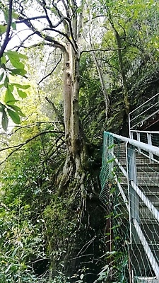 포토 JPG 해외이미지 나무 식물 공원 잎 자연 하늘 풍경 사람없음 목재 초록색 여름 환경 나뭇가지 숲 큼 나무껍질 옛날 해외포토 계절 공공시설 컬러 재료 껍질 크기 생태계 파일형식 이미지허브