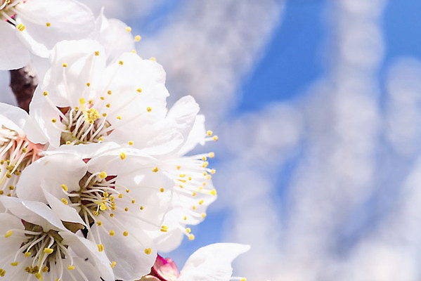 포토 JPG 해외이미지 주간 공원 꽃잎 근접촬영 사람없음 야외 아웃포커스 봄 벚꽃 개화 해외포토 자연요소 계절 공공시설 꽃 뷰포인트 촬영기법 파일형식 이미지허브