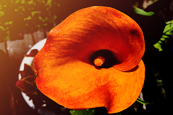 포토 JPG 해외이미지 스튜디오촬영 식물 꽃잎 꽃 줄기 꽃다발 백그라운드 농업 오렌지 자연 발렌타인데이 종류 선물 사람없음 내부 장식 빨간색 컬러풀 뷰티 노란색 정원 낭만 흰색 꽃술 백합 신비 순수 묘사 깔대기 리갈 이국적 인기 칼라꽃 해외포토 산업 컬러 컨셉 과일 데이이벤트 실내 생태계 파일형식 이미지허브