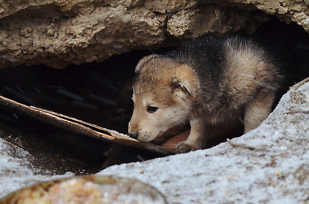 포토 JPG 해외이미지 동물 행복 얼굴 바다 장난 자연 놀이 건강 미소 사람없음 야외 물 반려동물 달리기 노란색 머리 검은색 수영 기쁨 코트 가을 양치기 개 닥스훈트 혀 코 귀 갸우뚱 송곳니 외양간 기르기 바보 해외포토 자연요소 직업 계절 감정 컬러 포유류 모션 표정 신체부위 외투 수상스포츠 입 치아 생태계 돌봄 파일형식 이미지허브