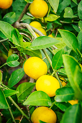 포토 JPG 해외이미지 나무 식물 음식 섬 여행 장갑 백그라운드 잎 농업 오렌지 과일 자연 하늘 귤 한국 건강 사람없음 초록색 농장 노란색 정원 주스 성장 나뭇가지 신선 원형 그룹 달콤 맛 큼 척추 상쾌 유기농 비타민 남쪽 내추럴 숙성 맛있는 해외포토 도형 웰빙 잡화 감정 산업 아시아 음료 컬러 컨셉 뼈 크기 방향 생태계 영양소 파일형식 이미지허브