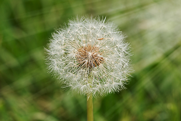 포토 JPG 해외이미지 주간 근접촬영 사람없음 야외 아웃포커스 햇빛 민들레 민들레홀씨 해외포토 자연요소 꽃 뷰포인트 촬영기법 태양 파일형식 이미지허브