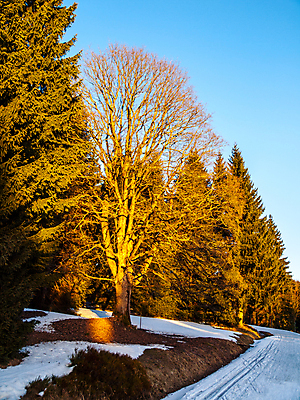 포토 JPG 해외이미지 나무 길 스포츠 십자가 겨울 하늘 휴가 스키 휴식 산 사람없음 야외 햇빛 태양 맑음 일몰 봄 추위 시골 저녁 숲 버리기 선로 해외포토 자연요소 식물 계절 컨셉 모션 날씨 겨울스포츠 노을 야간 파일형식 이미지허브