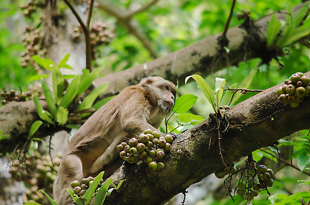 포토 JPG 해외이미지 동물 응시 아시아 얼굴 야생동물 백그라운드 포유류 태국 자연 생물 종류 사랑 미소 사람없음 머리 검은색 원숭이 표현 실패 숲 사파리 새장 멸종 유인원 옛날 지능 해외포토 시선 감정 나라 컬러 표정 신체부위 좌절 생태계 케이지 파일형식 이미지허브