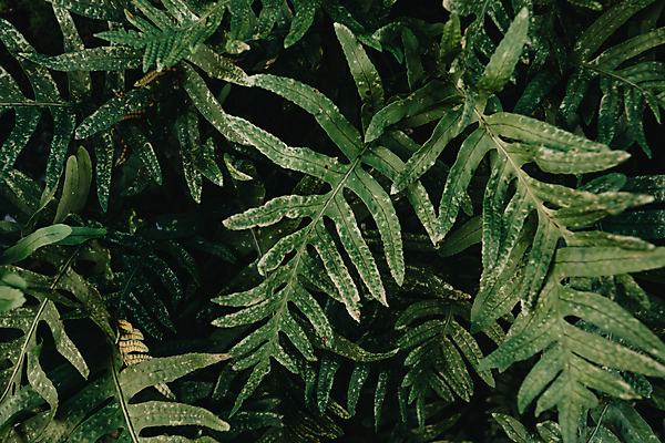 포토 JPG 해외이미지 백그라운드 잎 자연 사람없음 초록색 해외포토 식물 컬러 생태계 파일형식 이미지허브