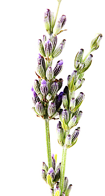 포토 JPG 해외이미지 식물 꽃 꽃다발 백그라운드 꽃무늬 재료 자연 휴식 건강 사람없음 장식 여름 뷰티 약 정원 보라색 화장품 낭만 벚꽃 흰색 신선 개화 다발 허브 제비꽃 유기농 향기 아로마 향 스킨케어 아로마테라피 라벤더 내추럴 고립 에센스 위생관리 프로방스 해외포토 웰빙 계절 컬러 컨셉 무늬 의학 관리 생태계 냄새 테라피 파일형식 이미지허브