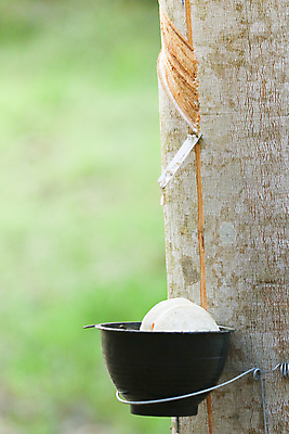 포토 JPG 해외이미지 나무 식물 산업 아시아 잎 농업 태국 자연 사람없음 목재 초록색 농작물 농장 환경 정원 우유 수확 흰색 시골 신선 사발 숲 날것 고무 내추럴 라텍스 줄서기 해외포토 나라 컬러 재료 모션 유제품 사기그릇 생태계 파일형식 이미지허브