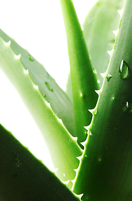 포토 JPG 해외이미지 식물 꽃 줄기 백그라운드 잎 자연 선인장 건강 사람없음 초록색 물 빛 약 우주 주스 화장품 활발 젖음 사막 성장 흰색 신선 가시 닫기 떨어짐 허브 피부 순수 묘사 스킨케어 스파이크 고립 넘어짐 돌봄 알로에 억울 디테일 해외포토 자연요소 감정 음료 컬러 컨셉 의학 모션 신체부위 뷰티 생태계 파일형식 이미지허브