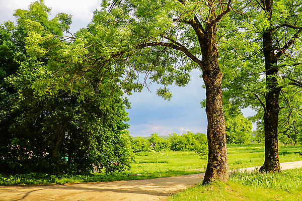 포토 JPG 해외이미지 주간 나무 길 자연 사람없음 야외 봄 해외포토 자연요소 식물 계절 생태계 파일형식 이미지허브