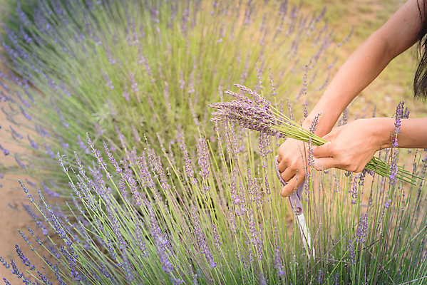 포토 JPG 해외이미지 식물 손 여자 꽃 꽃다발 꽃무늬 밭 농업 자연 동양인 풍경 사람없음 야외 초록색 농작물 컬러풀 농경지 보라색 미국 수확 성장 벚꽃 시골 신선 개화 선택 농부 자르기 다발 허브 원예 장면 라벤더 내추럴 밭일 원예사 텍사스 해외포토 직업 산업 컬러 컨셉 북아메리카 무늬 모션 사람 인종 취미 신체부위 농장 생태계 파일형식 이미지허브