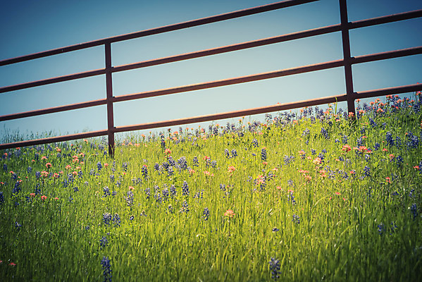 포토 JPG 해외이미지 식물 꽃잎 꽃 꽃무늬 밭 오렌지 자연 사람없음 야외 빨간색 초록색 울타리 컬러풀 노란색 평화 정원 보라색 미국 침묵 봄 목장 활발 들꽃 벚꽃 시골 개화 인도인 언덕 페인트붓 철사 철조망 보닛 내추럴 텍사스 해외포토 외국인 계절 컬러 컨셉 북아메리카 무늬 농업 과일 자동차 동양인 담장 소리 붓 생태계 파일형식 이미지허브