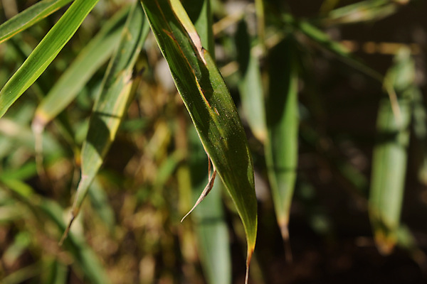 포토 JPG 해외이미지 나무 식물 전통 디자인 꽃 아시아 문화 선 음식 백그라운드 잎 패턴 자연 추상 휴식 건강 요리 동양인 사람없음 목재 장식 빨간색 초록색 물 뷰티 갈색 노란색 일본 식사 스파 중국 매트 신선 판다 대나무 유기농 질감 동쪽 내추럴 고립 해외포토 자연요소 웰빙 나라 컬러 컨셉 무늬 재료 곰 인종 방향 생태계 파일형식 이미지허브