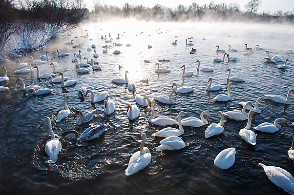 포토 JPG 해외이미지 주간 나무 호수 물결 겨울 사람없음 야외 안개 눈 수면 우아함 백조 해외포토 자연요소 식물 계절 컨셉 조류 날씨 물 파일형식 이미지허브