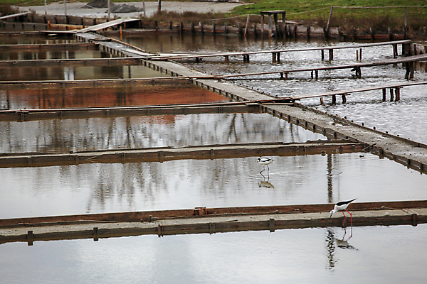 포토 JPG 해외이미지 동물 호수 야생동물 백그라운드 날개 자연 조류 사람없음 야외 빨간색 물 컬러풀 반사 걷기 환경 검은색 고요 젖음 흰색 수면 깃털 부리 소금 서식지 내추럴 해외포토 자연요소 컬러 모션 생태계 파일형식 이미지허브