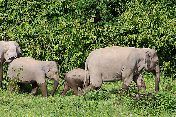 포토 JPG 해외이미지 동물 공원 아시아 야생동물 여행 포유류 가족 태국 자연 코끼리 종류 동양인 사람없음 환경 힘 아기 보호 숲 큼 인도인 코 멸종 내추럴 벌목 인구 전국 지능 해외포토 외국인 공공시설 나라 컨셉 관계 사람 인종 신체부위 크기 생태계 파일형식 이미지허브