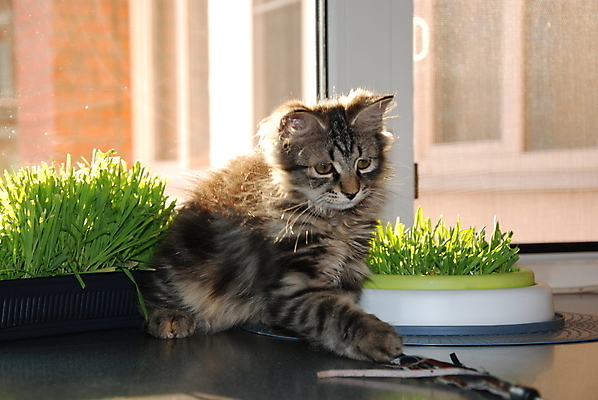 포토 JPG 해외이미지 동물 공원 잎 장난 포유류 발 자연 수염 주택 털 따뜻함 사람없음 야외 빨간색 초록색 파란색 반려동물 소파 귀여움 고양이 줄무늬 회색 흰색 작음 모피 꼬리 솜털 동물상 발톱 총구 해외포토 식물 공공시설 컬러 컨셉 무늬 의자 건물 신체부위 조형물 크기 생태계 파일형식 이미지허브