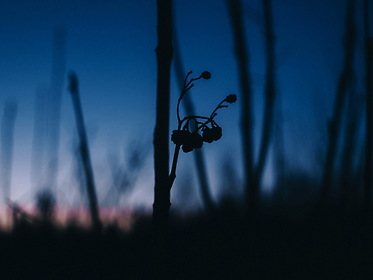 포토 JPG 해외이미지 모양 나무 식물 계절 열매 꽃 백그라운드 단풍 낙엽 잎 농업 과일 자연 하늘 씨앗 사람없음 장식 초록색 파란색 빛 컬러풀 뷰티 정원 맑음 어둠 봄 흰색 나뭇가지 하트 신선 큼 내추럴 해외포토 산업 컬러 날씨 크기 생태계 파일형식 이미지허브