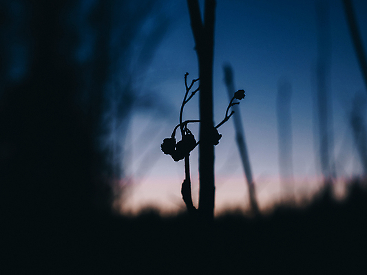 포토 JPG 해외이미지 모양 나무 식물 계절 열매 꽃 백그라운드 단풍 낙엽 잎 농업 과일 자연 하늘 씨앗 사람없음 장식 초록색 파란색 빛 컬러풀 뷰티 정원 맑음 어둠 봄 흰색 나뭇가지 하트 신선 큼 내추럴 해외포토 산업 컬러 날씨 크기 생태계 파일형식 이미지허브