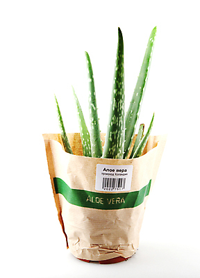 포토 JPG 해외이미지 식물 꽃 화초 줄기 백그라운드 잎 자연 선인장 건강 사람없음 장식 초록색 물 약 정원 주스 화장품 사막 성장 흰색 신선 가시 닫기 냄비 허브 피부 순수 묘사 스킨케어 스파이크 내추럴 고립 넘어짐 돌봄 알로에 디테일 해외포토 자연요소 음료 컬러 컨셉 의학 모션 신체부위 뷰티 솥 생태계 파일형식 이미지허브