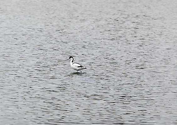 포토 JPG 해외이미지 동물 공원 유럽 호수 야생동물 백그라운드 자연 조류 사람없음 야외 가로 물 컬러풀 뷰티 머리 환경 검은색 봄 흰색 깃털 부리 소금 진흙 내추럴 대가리 해외포토 자연요소 계절 공공시설 나라 컬러 신체부위 생태계 파일형식 이미지허브