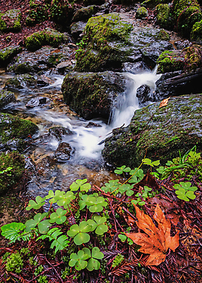 포토 JPG 해외이미지 나무 공원 얼굴 여행 백그라운드 잎 자연 이끼 사람없음 야외 가로 초록색 물 강 환경 폭포 하이킹 흰색 개울 떨어짐 숲 통나무 캘리포니아 내추럴 양치류 해외포토 자연요소 식물 공공시설 컬러 컨셉 레저 신체부위 미국 생태계 파일형식 이미지허브