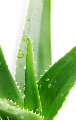 포토 JPG 해외이미지 식물 꽃 줄기 백그라운드 잎 자연 선인장 건강 사람없음 초록색 물 빛 약 우주 주스 화장품 활발 젖음 사막 성장 흰색 신선 가시 닫기 떨어짐 허브 피부 순수 묘사 스킨케어 스파이크 고립 넘어짐 돌봄 알로에 억울 디테일 해외포토 자연요소 감정 음료 컬러 컨셉 의학 모션 신체부위 뷰티 생태계 파일형식 이미지허브