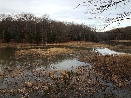 포토 JPG 해외이미지 나무 식물 겨울 자연 잔디 사람없음 야외 갈색 습지 진흙 해외포토 계절 컬러 생태계 파일형식 이미지허브