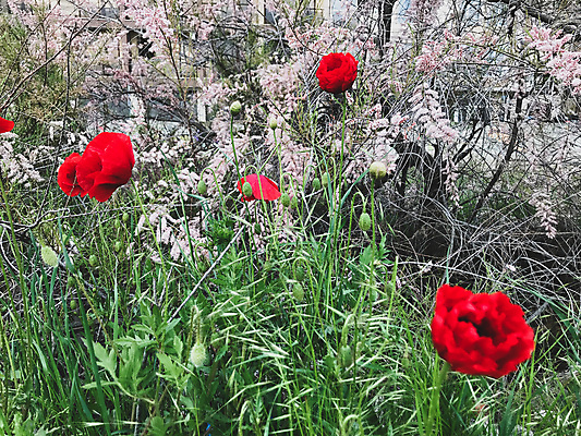 포토 JPG 해외이미지 식물 계절 꽃잎 꽃 백그라운드 꽃무늬 밭 농업 자연 풍경 초원 사람없음 빨간색 초록색 여름 뷰티 정원 봄 벚꽃 양귀비 내추럴 해외포토 산업 컬러 무늬 생태계 파일형식 이미지허브