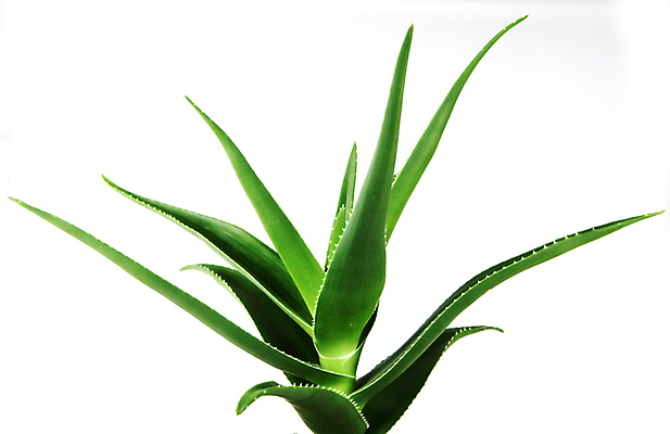 포토 JPG 해외이미지 식물 꽃 줄기 백그라운드 잎 자연 선인장 건강 사람없음 초록색 물 빛 약 우주 주스 화장품 활발 젖음 사막 성장 흰색 신선 가시 닫기 떨어짐 허브 피부 순수 묘사 스킨케어 스파이크 고립 넘어짐 돌봄 알로에 억울 디테일 해외포토 자연요소 감정 음료 컬러 컨셉 의학 모션 신체부위 뷰티 생태계 파일형식 이미지허브