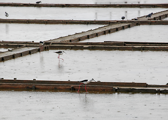 포토 JPG 해외이미지 동물 호수 야생동물 백그라운드 날개 자연 조류 사람없음 야외 빨간색 물 컬러풀 반사 걷기 환경 검은색 고요 젖음 흰색 수면 깃털 부리 소금 서식지 내추럴 해외포토 자연요소 컬러 모션 생태계 파일형식 이미지허브