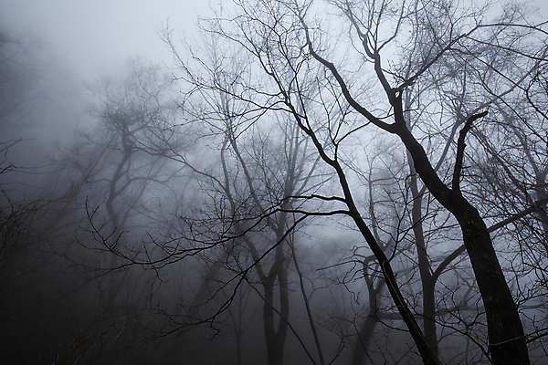 포토 JPG 주간 나무 로우앵글 풍경 사람없음 야외 안개 숲 강원도 운해 흐림 국내여행 설악산 인제군 국내포토 자연요소 식물 뷰포인트 여행 날씨 산 한국 인제 파일형식 구름_자연