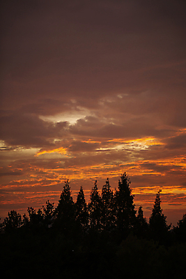 포토 JPG 나무 구름 실루엣 하늘 풍경 사람없음 야외 일몰 야간 편안함 퇴근길 일산 국내포토 자연요소 식물 촬영기법 노을 감각 퇴근 경기도 파일형식