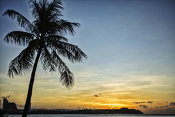 포토 JPG 주간 구름 해외풍경 실루엣 하늘 풍경 사람없음 야외 야자수 일몰 괌 국내포토 자연요소 나무 해외 촬영기법 노을 오세아니아 파일형식
