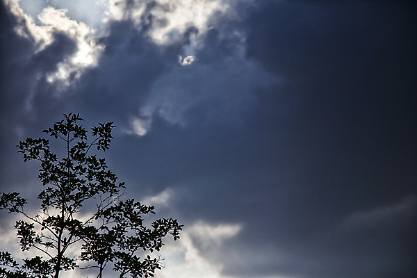 포토 JPG 주간 나무 실루엣 하늘 풍경 사람없음 야외 먹구름 흐림 안양 국내포토 자연요소 식물 날씨 촬영기법 경기도 파일형식 구름_자연