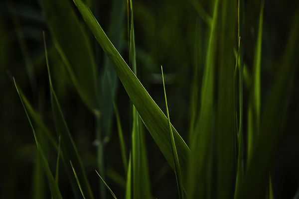 포토 JPG 서울 풍경 근접촬영 사람없음 야외 아웃포커스 여름 어둠 풀잎 국내포토 계절 뷰포인트 잎 한국 촬영기법 풀_식물 파일형식