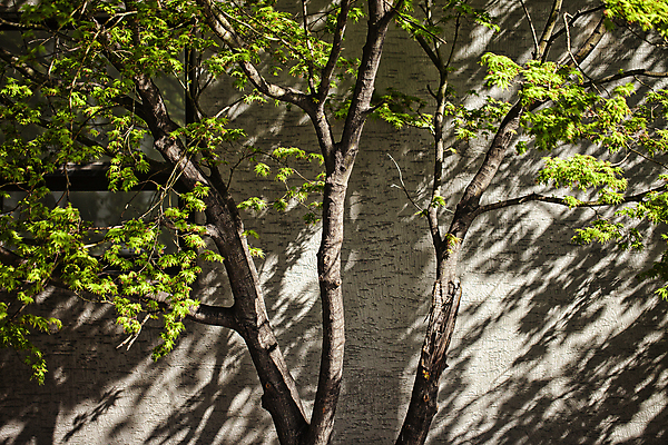 포토 JPG 주간 나무 나뭇잎 서울 그림자 풍경 사람없음 야외 햇빛 봄 싱그러움 국내포토 자연요소 식물 계절 잎 한국 태양 파일형식