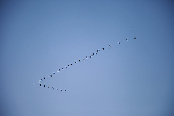 포토 JPG 주간 여러마리 하늘 풍경 사람없음 야외 비행 철새 새떼 인천 국내포토 자연요소 다수 조류 한국 파일형식