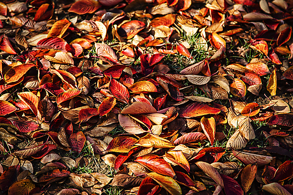 포토 JPG 주간 낙엽 자연 서울 풍경 사람없음 야외 가을 땅바닥 국내포토 자연요소 계절 잎 바닥 한국 생태계 파일형식
