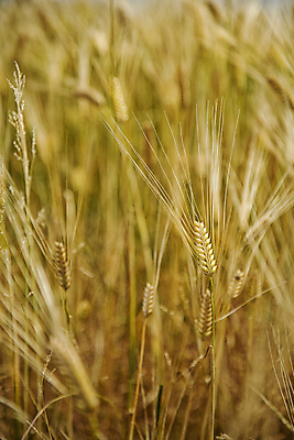 포토 JPG 주간 자연 풍경 사람없음 야외 아웃포커스 제주도 보리 보리밭 국내포토 자연요소 밭 곡류 한국 촬영기법 생태계 파일형식