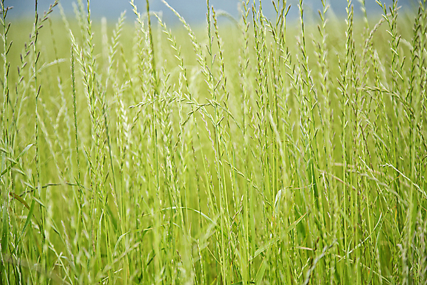 포토 JPG 주간 자연 풍경 사람없음 야외 제주도 보리 보리밭 국내포토 자연요소 밭 곡류 한국 생태계 파일형식