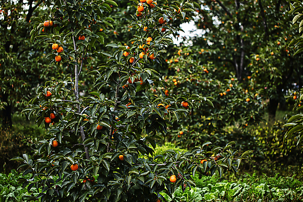 포토 JPG 주간 감 풍경 사람없음 야외 과수원 감나무 김천 국내포토 자연요소 나무 농업 과일 경상북도 파일형식
