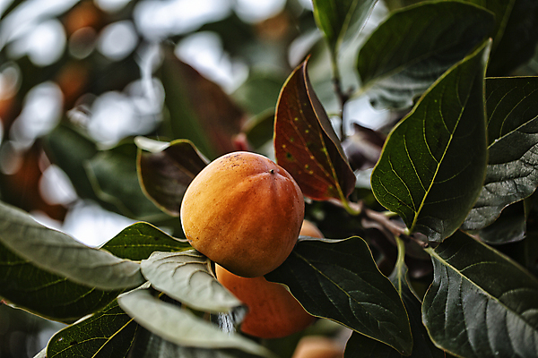 포토 JPG 주간 나뭇잎 감 풍경 사람없음 야외 아웃포커스 감나무 김천 국내포토 자연요소 나무 잎 과일 촬영기법 경상북도 파일형식