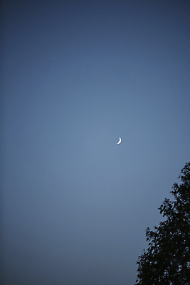 포토 JPG 주간 나무 실루엣 밤하늘 서울 풍경 사람없음 야외 초승달 국내포토 자연요소 식물 하늘 한국 촬영기법 달 야간 파일형식