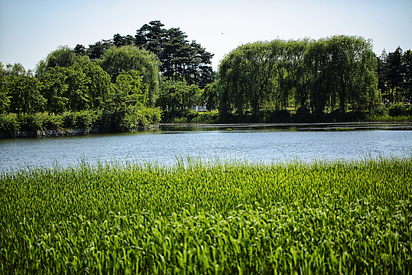 포토 JPG 주간 나무 호수 풍경 사람없음 야외 여름 풀 호수공원 푸른숲 고양 국내포토 자연요소 식물 계절 공원 숲 경기도 파일형식