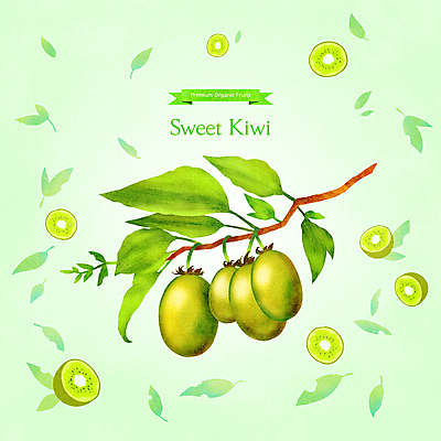 PSD 일러스트 단면 나뭇잎 키위 사람없음 연두색 나뭇가지 달콤 반쪽 슬라이스 과일조각 제철 제철음식 제철과일 국내일러스트 나무 음식 조각 잎 과일 초록색 맛 파일형식