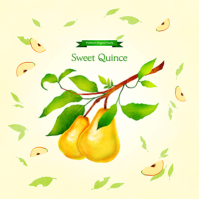 PSD 일러스트 나뭇잎 사람없음 노란색 나뭇가지 달콤 모과 과일조각 제철 제철음식 제철과일 국내일러스트 나무 음식 컬러 조각 잎 과일 맛 파일형식