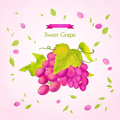 PSD 분홍색 일러스트 포도 사람없음 달콤 포도알 제철 포도잎 제철음식 제철과일 국내일러스트 음식 컬러 잎 과일 맛 파일형식